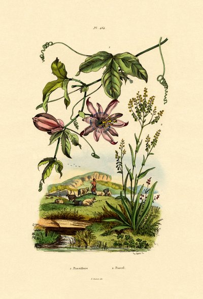Passion Flower by French School